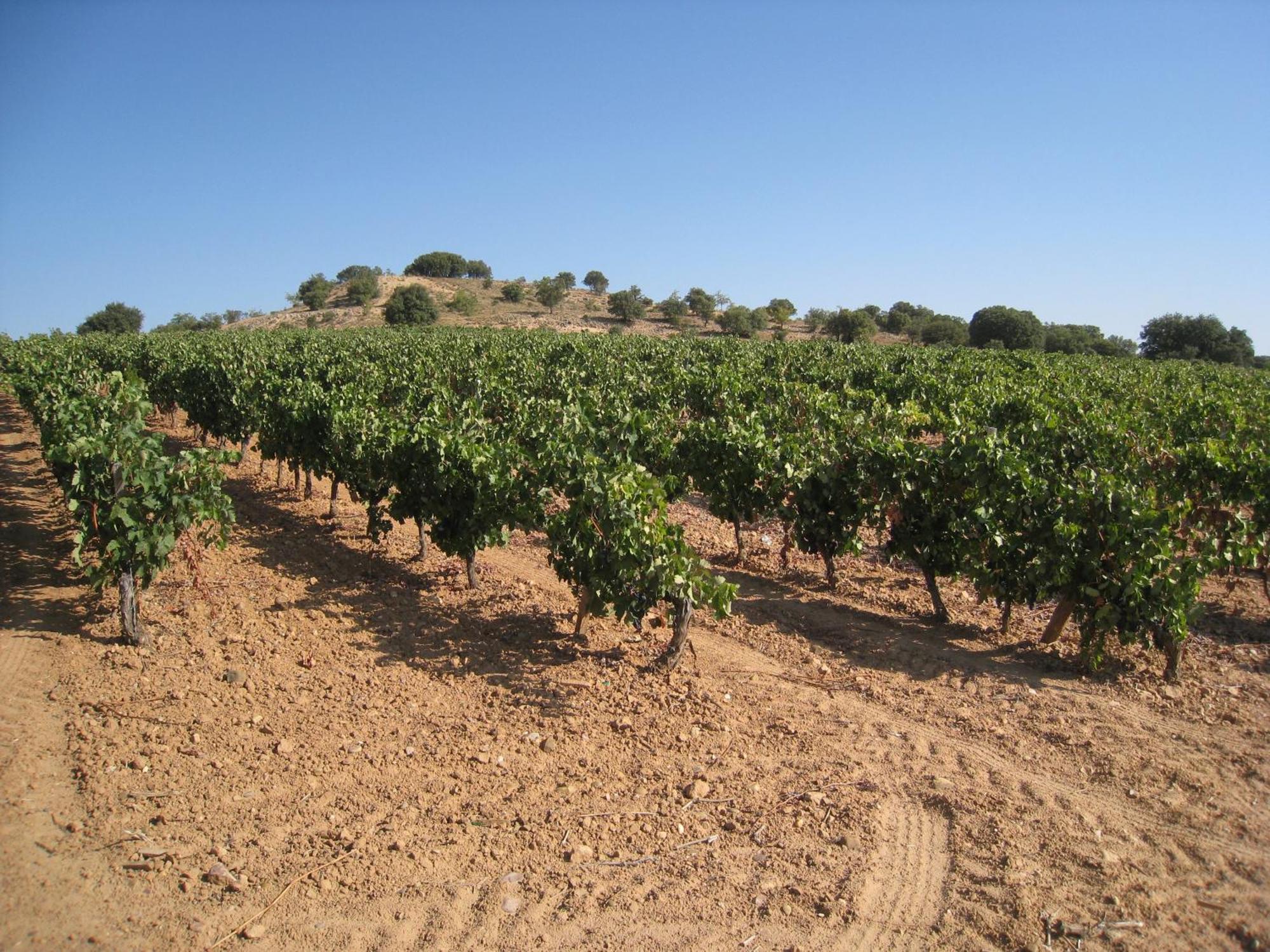 Hotel Torremilanos Aranda de Duero Eksteriør billede